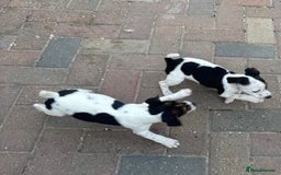 Jack Russell dogs for sale: Quality pure Jack Russell pups  - Image 6