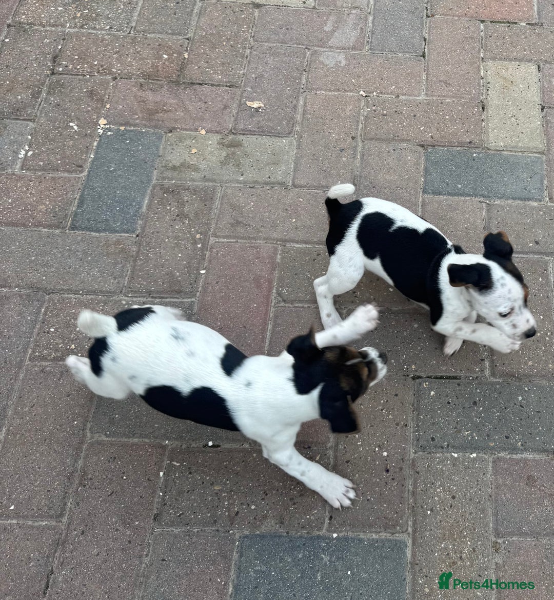 Jack Russell dogs for sale: Quality pure Jack Russell pups  - Image 6