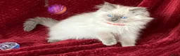 Ragdoll cats for sale: ChampionBloodline 5GENpedigree BSH GCCFreg.parents - Advert 18