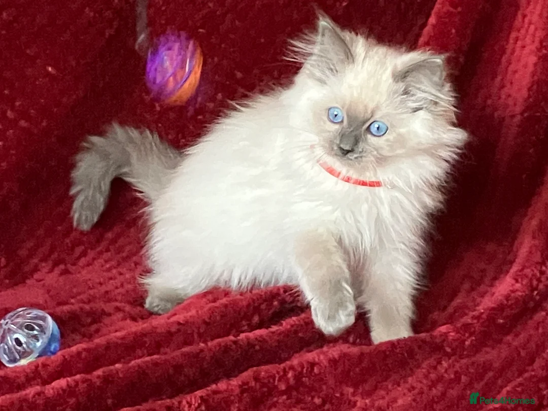Ragdoll cats for sale: ChampionBloodline 5GENpedigree BSH GCCFreg.parents - Advert 18