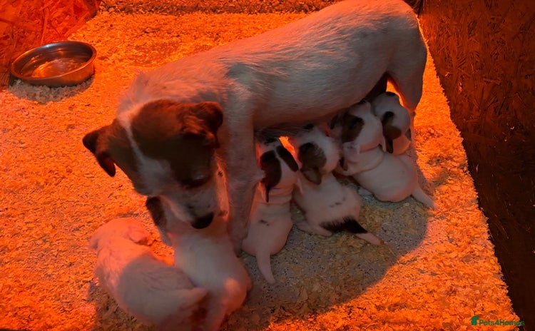 Parson Russell dogs - Advert 2