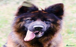 German Shepherd dogs for sale: German shepherd female long coat adult  - Image 3