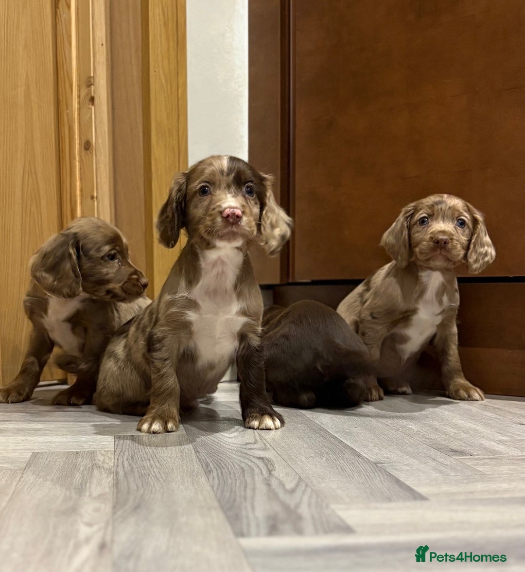 Cocker Spaniel dogs for sale: 🐶 KC Registered Cocker Spaniel Pups 🐶  - Advert 14