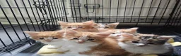 Mixed Breed cats for sale: Beautiful Kittens - Advert 6