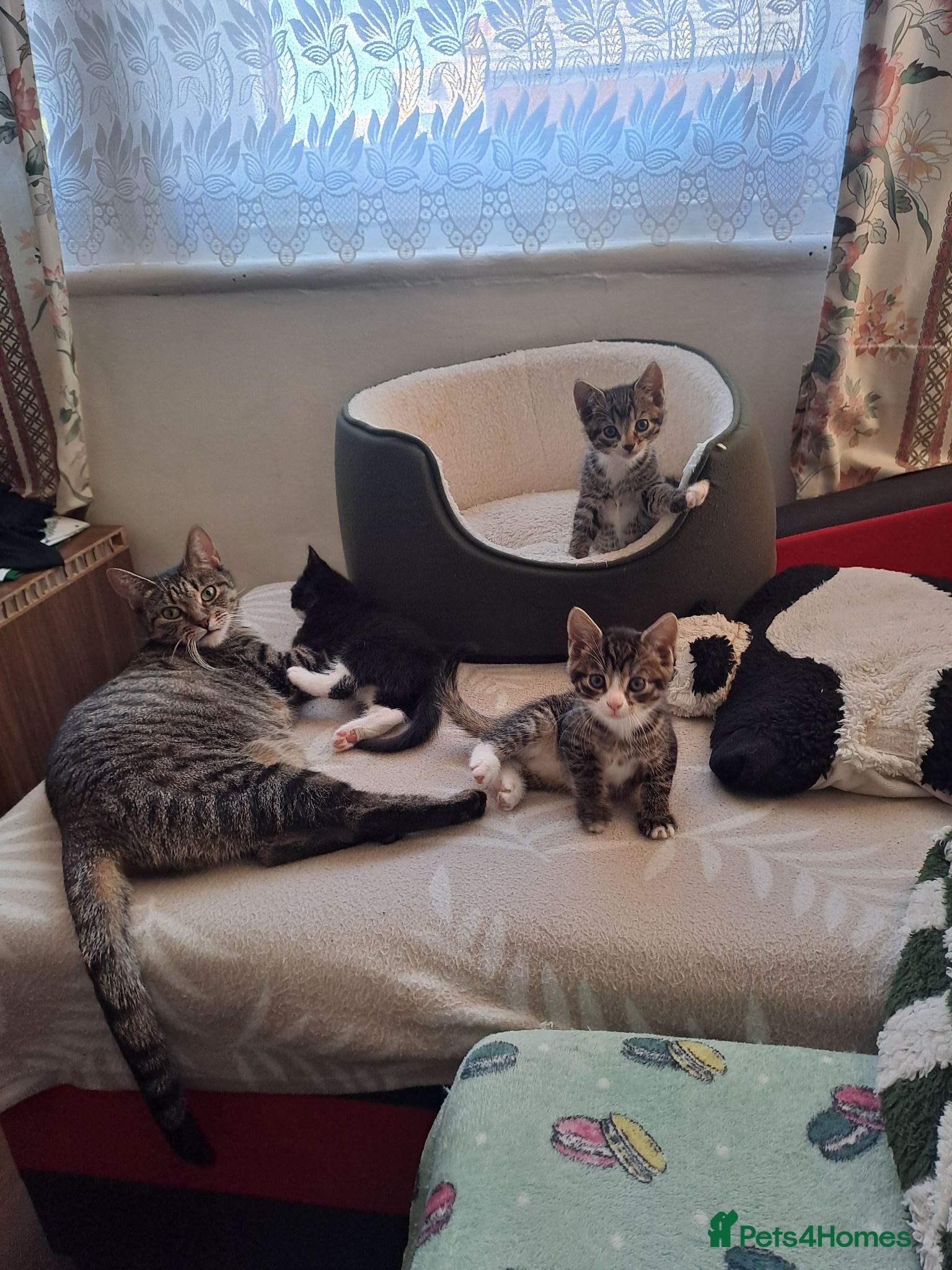 Mixed Breed cats Gorgeous kittens for sale - Advert 1