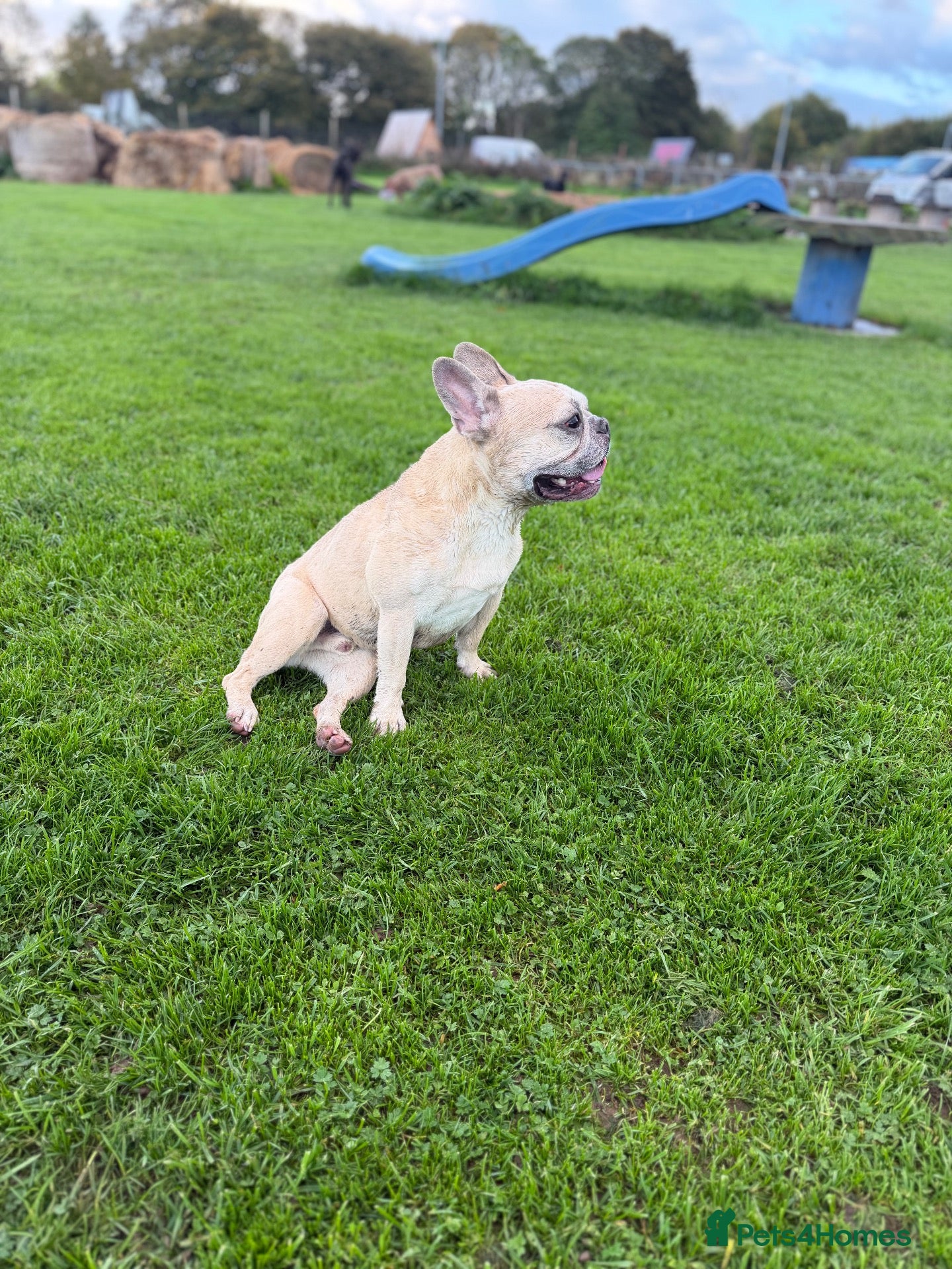 French Bulldog dogs KC REG FRENCHIE NEUTERED MALE  - Advert 1