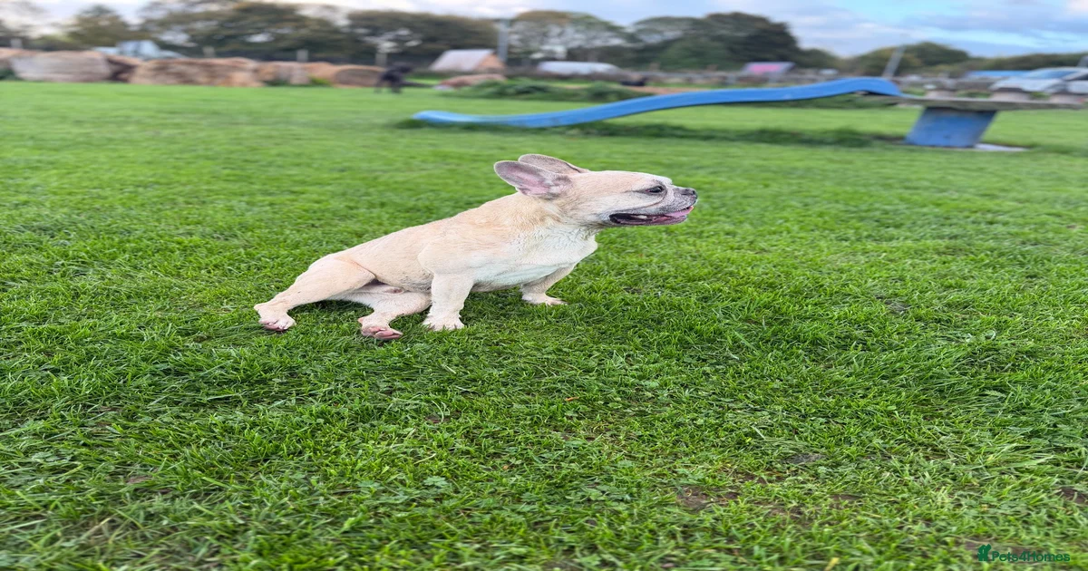 KC REG FRENCHIE NEUTERED MALE for sale in Inverness | Pets4Homes