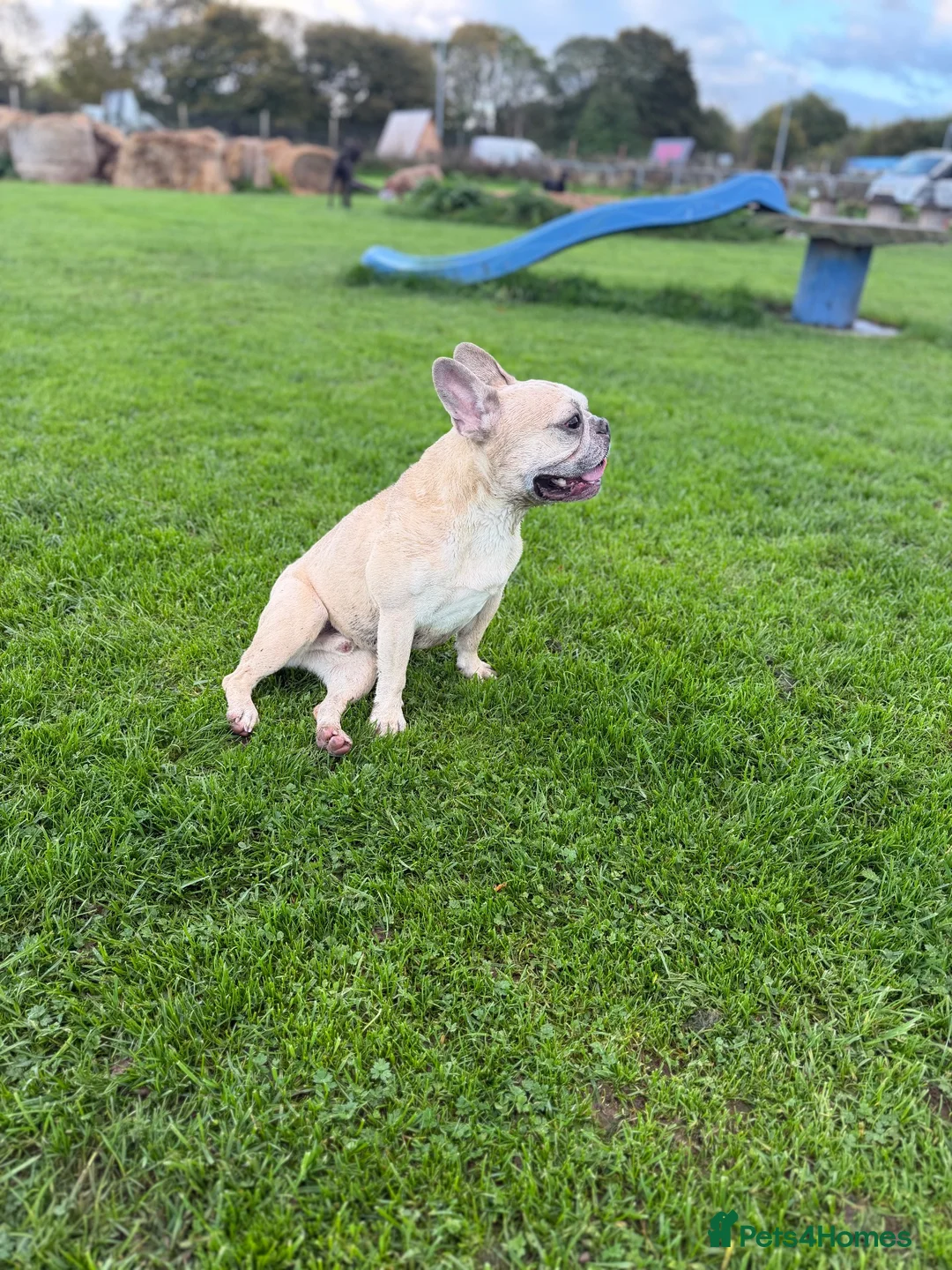 French Bulldog dogs for sale: KC REG FRENCHIE NEUTERED MALE  - Advert 1