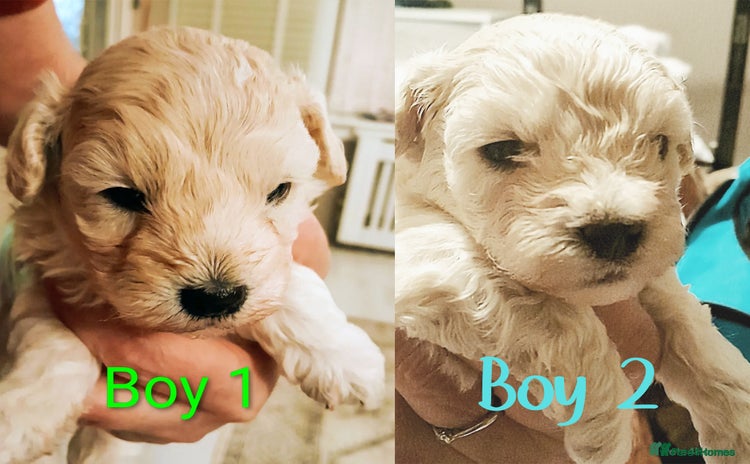 Maltipoo dogs F1 HEALTH TESTED FLUFFY TOY MALTIPOO PUPPIES  - Advert 1