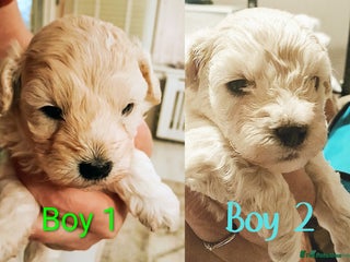 Maltipoo dogs F1 HEALTH TESTED FLUFFY TOY MALTIPOO PUPPIES - Advert 6