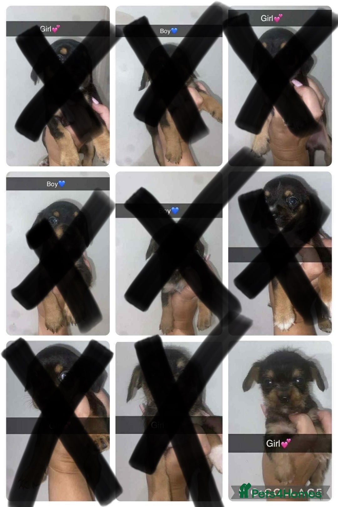 Mixed Breed dogs for sale: Dachshund x Jack Russell  - Image 1