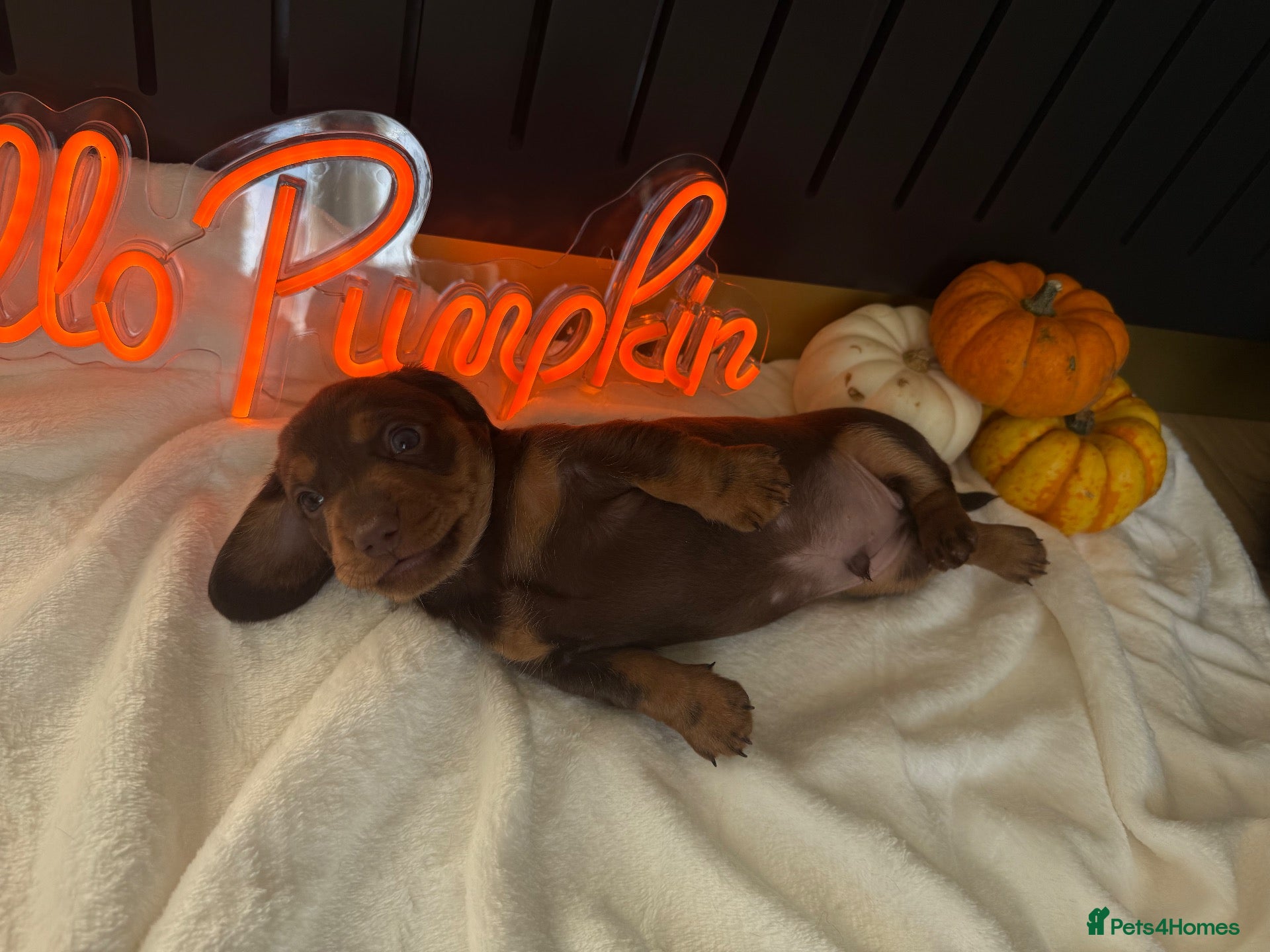 Miniature Dachshund dogs PERFECT LITTER OF MINIATURE DACHSHUNDS - Advert 1