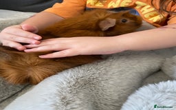 Guinea Pig rodents for sale: Bonded pair of male guineapigs. 1 adult 1 younger - Image 14