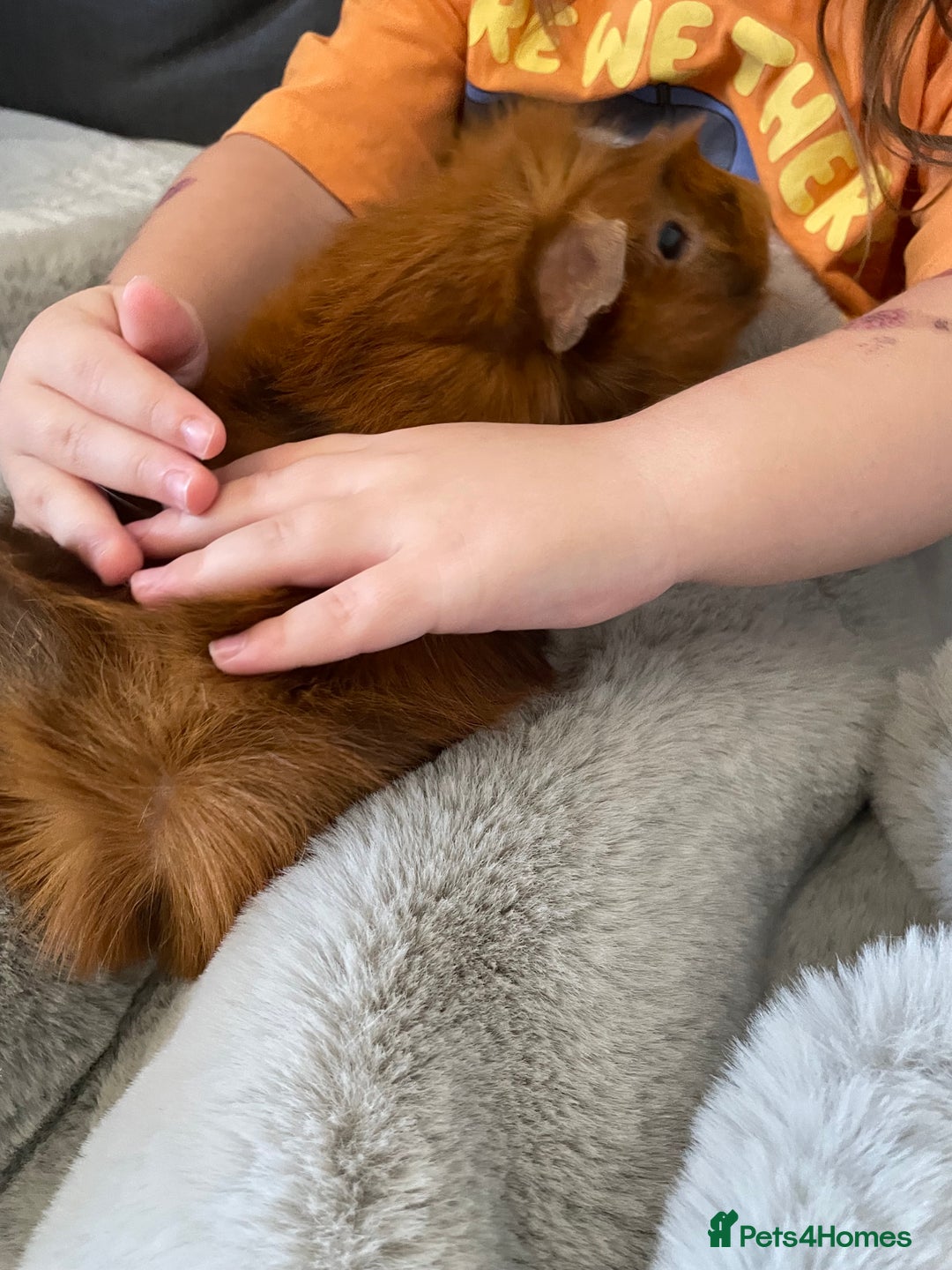 Guinea Pig rodents for sale: Bonded pair of male guineapigs. 1 adult 1 younger - Image 14