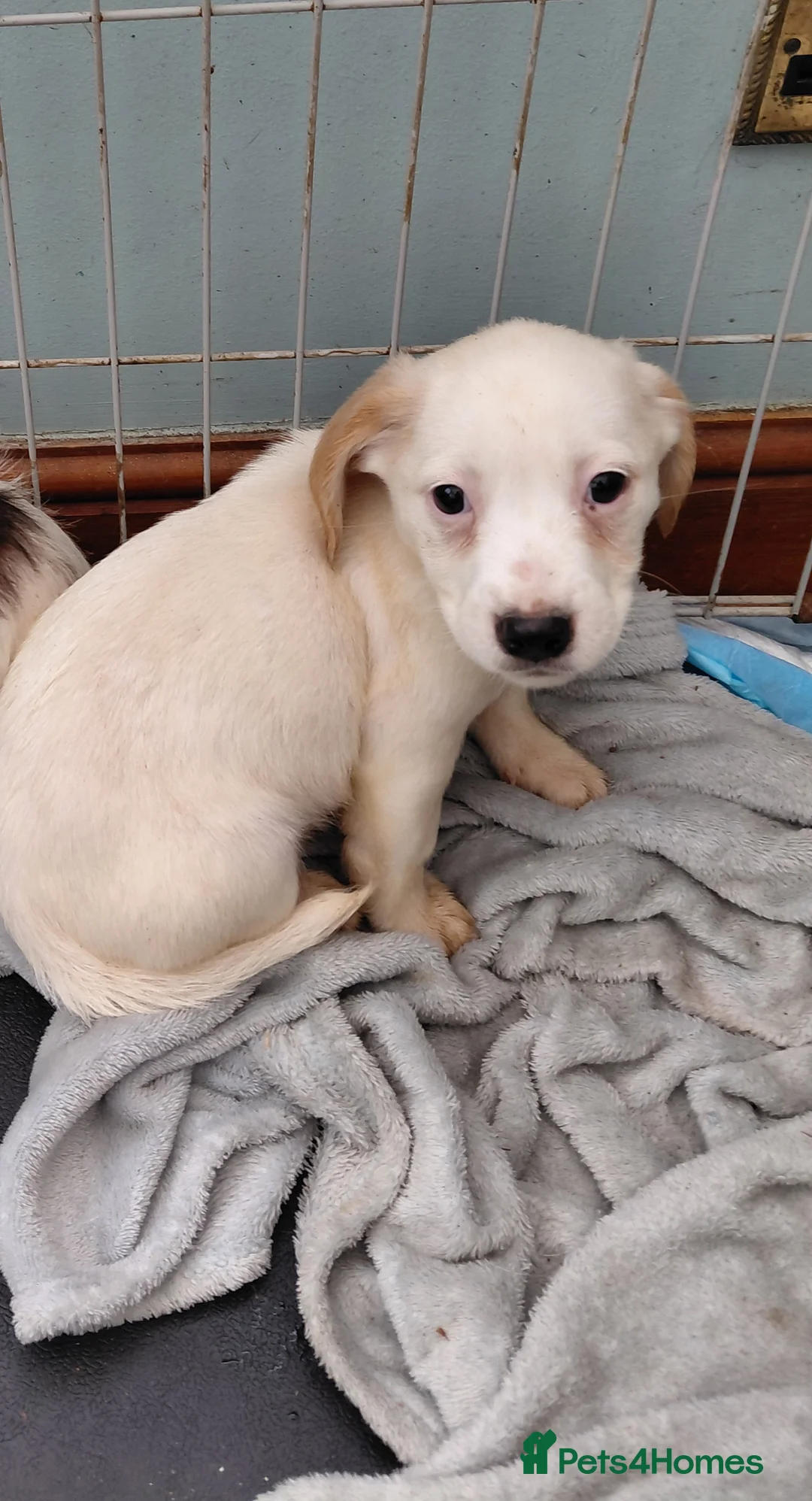 Mixed Breed dogs for sale: Cockerjacks  - Advert 2