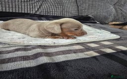 Miniature Dachshund dogs for sale: ADORABLE MINIATURE DACHHUNDS LITTER - Image 3