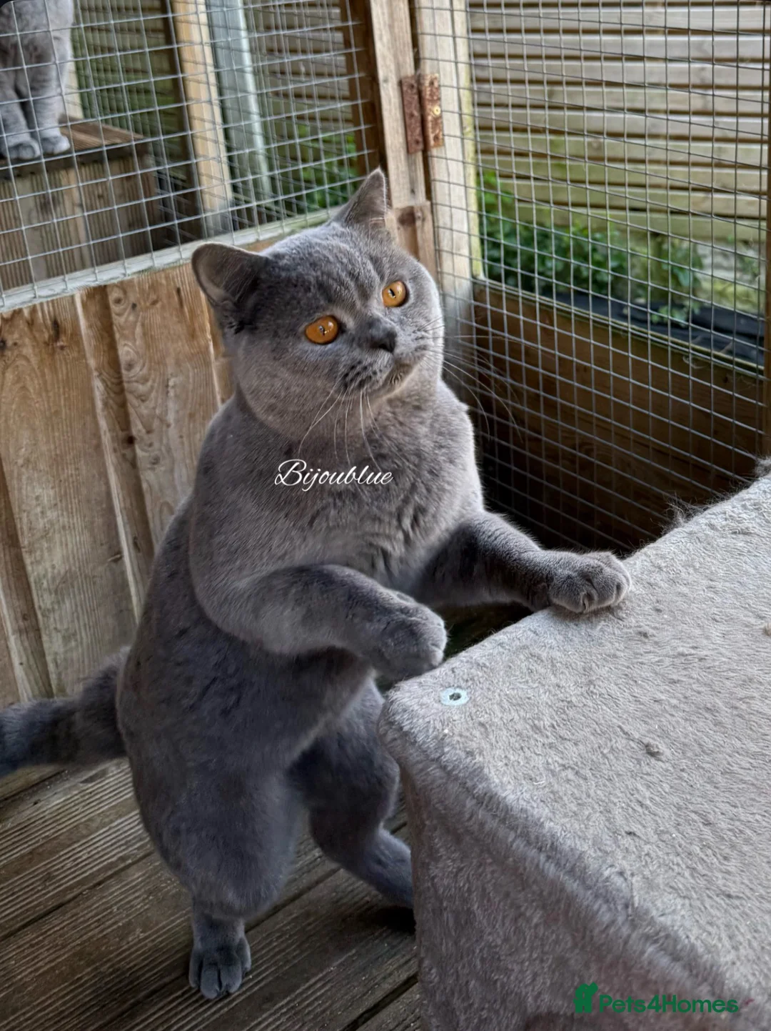 British Shorthair cats for stud: Exclusive Import • World-Class Type - Advert 2