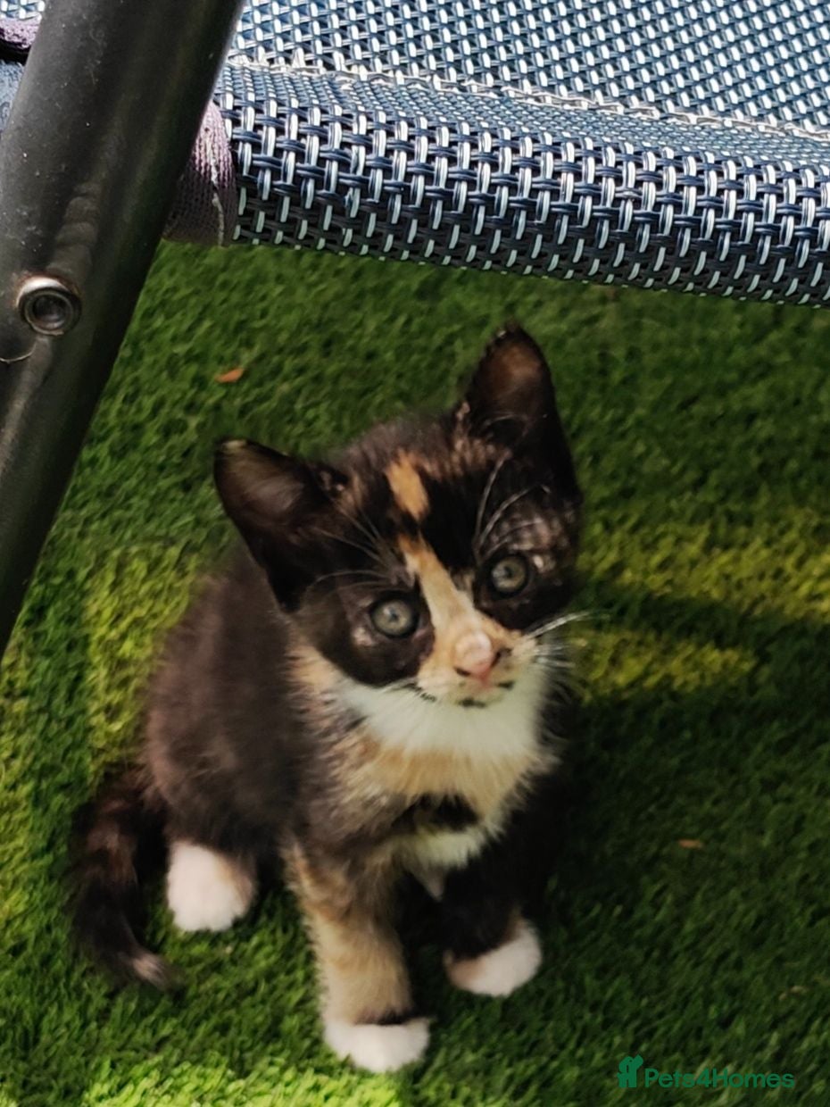 Mixed Breed cats Gorgeous kittens - Advert 2
