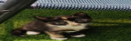 Mixed Breed cats for sale: Gorgeous kittens - Advert 3