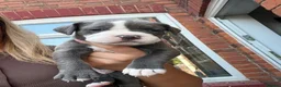Mixed Breed dogs for sale: Bully cross cane corso  in Newark - Advert 9