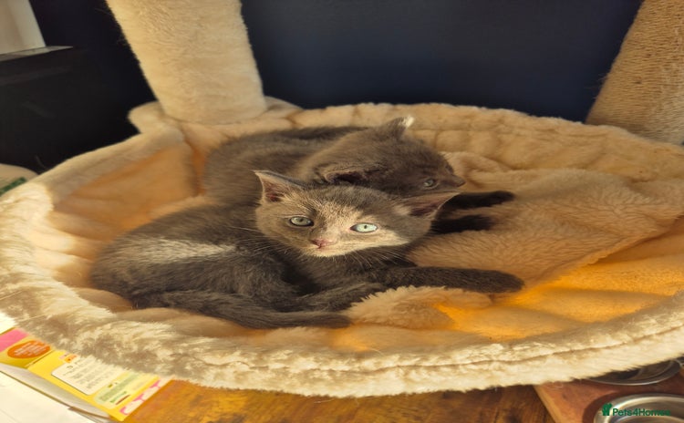 Mixed Breed cats - Advert 4