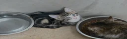 Siberian cats for sale: Beautiful part Siberian tiger striped boy left !!  - Advert 6