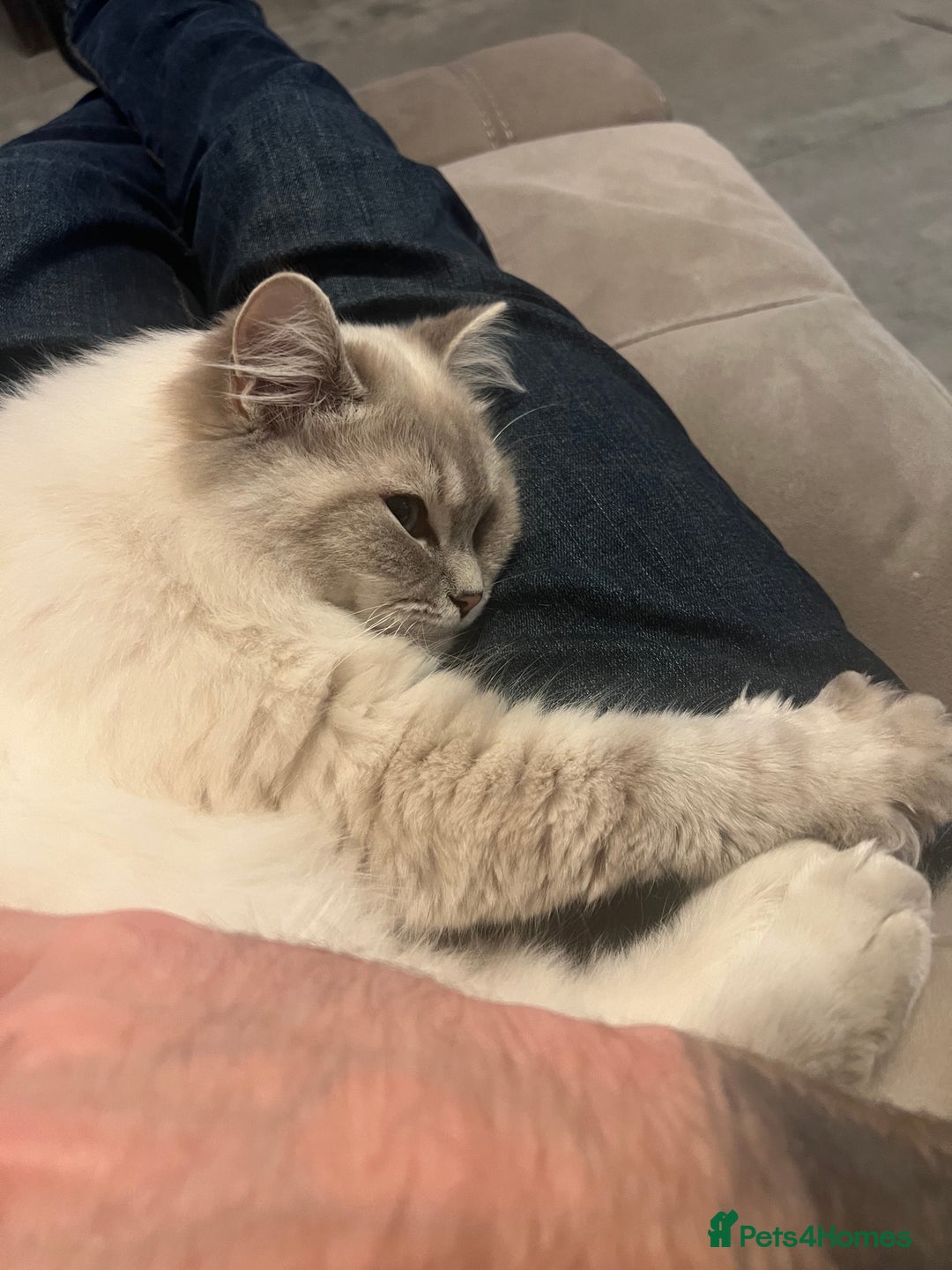 Ragdoll cats for sale: Stunning Seal Point Lynx Ragdoll For Sale. - Image 23
