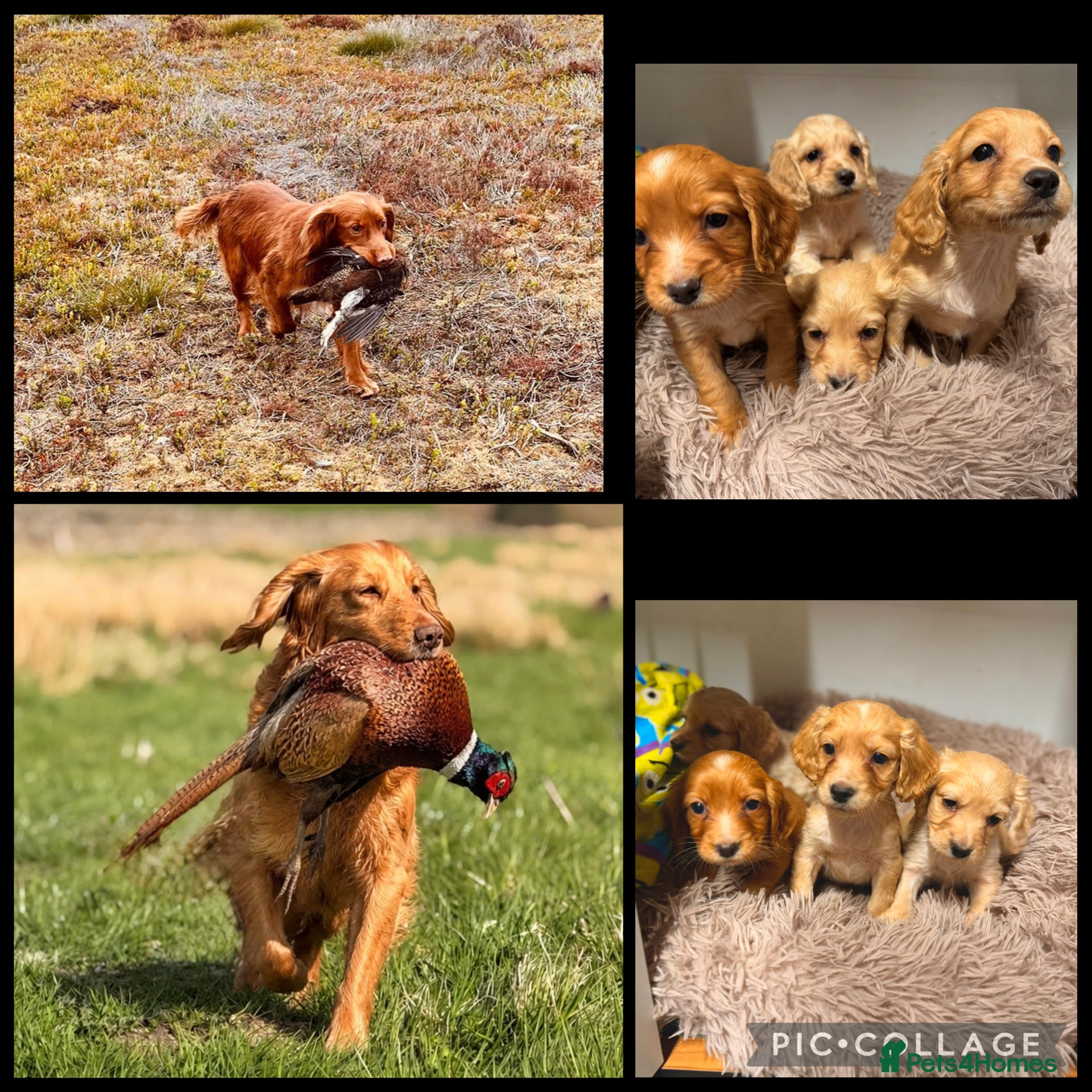 Cocker Spaniel dogs Gorgeous litter of cocker spaniels  - Advert 3