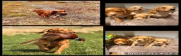 Cocker Spaniel dogs for sale: Gorgeous litter of cocker spaniels  - Advert 1