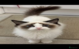 Ragdoll cats for sale: TICA REGISTERED RAGDOLL'S CHAMPION LINES. - Image 14