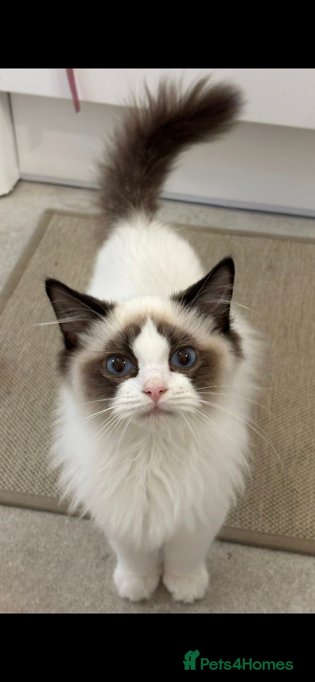 Ragdoll cats for sale: TICA REGISTERED RAGDOLL'S CHAMPION LINES. - Image 14