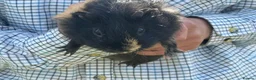Guinea Pig rodents for sale: Guinea pig  - Advert 5