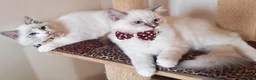 Ragdoll cats for sale: GCCF REGISTERED BEAUTIFUL RAGDOLLS KITTENS  - Advert 2
