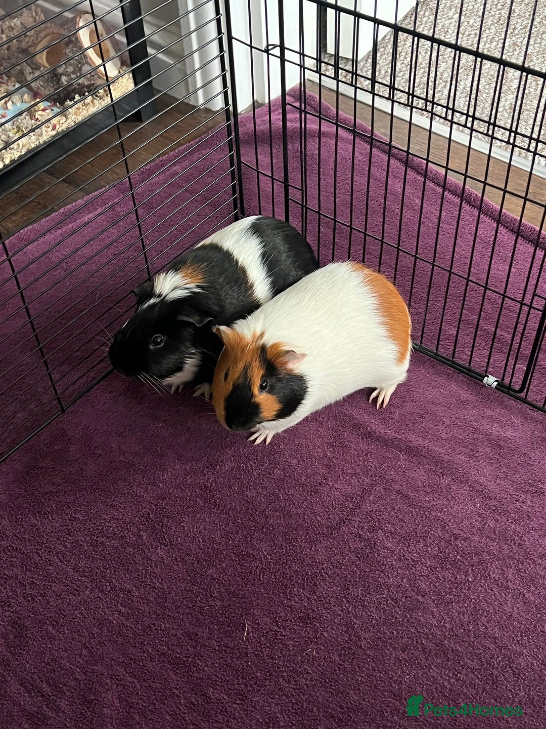 Guinea Pig rodents for sale: Bonded male guinea pigs - Image 2