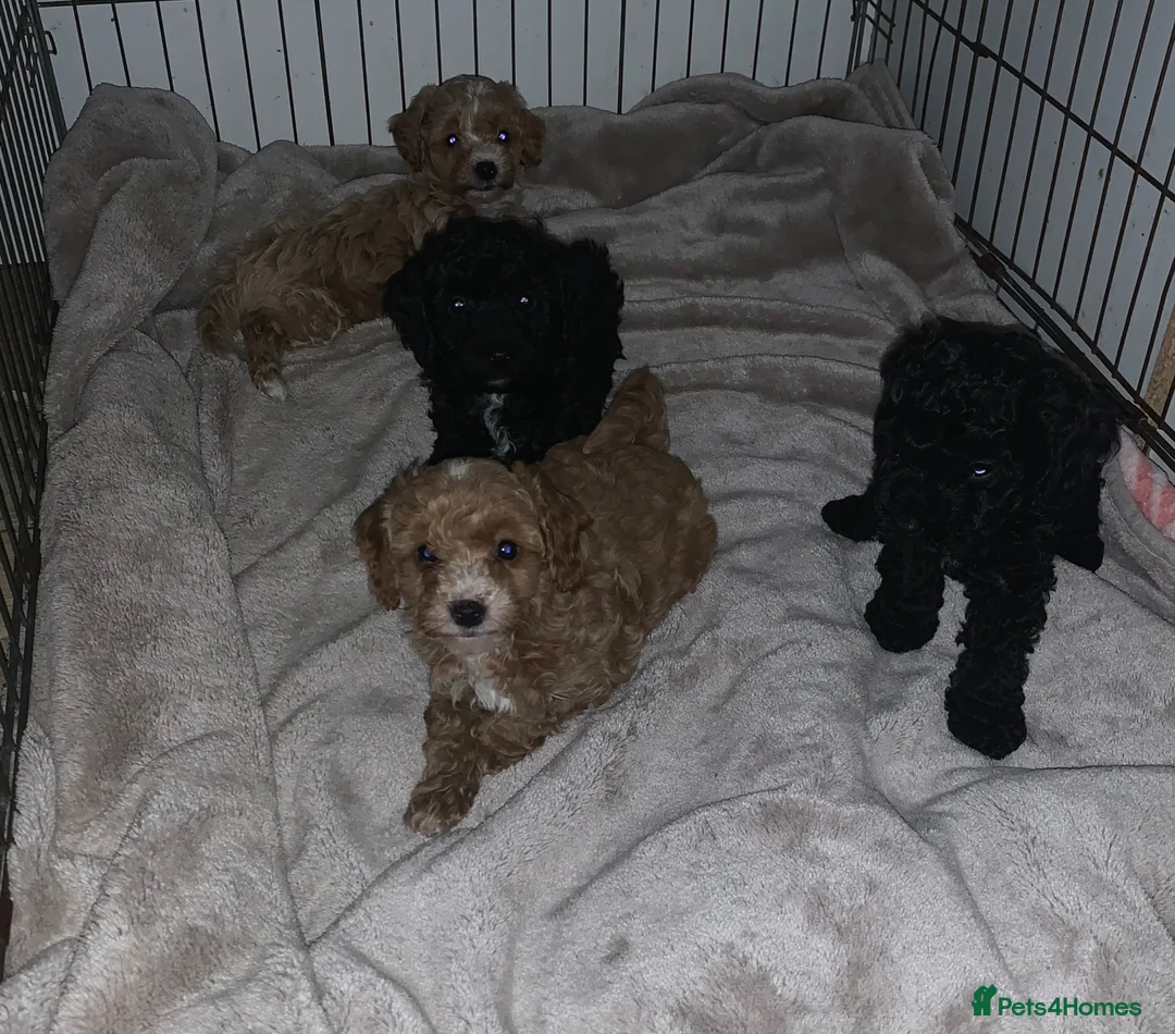 Cockapoo dogs for sale: F1b Toy cockapoo puppies  - Advert 1