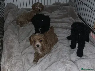 Cockapoo dogs F1b Toy cockapoo puppies - Advert 8