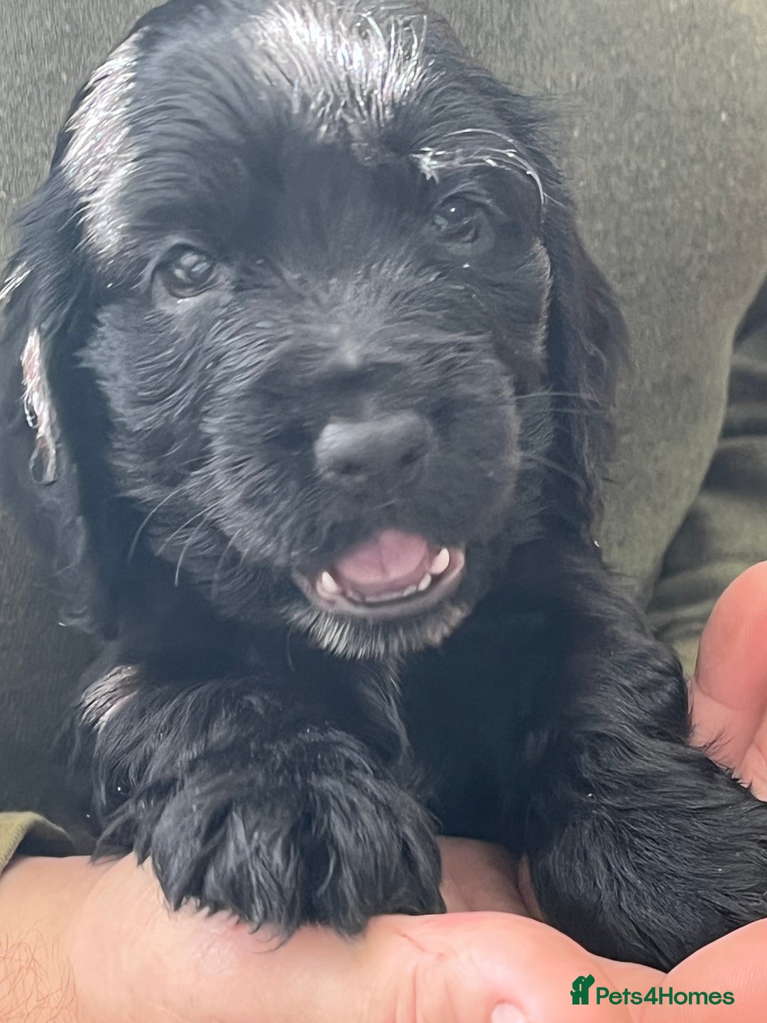 Cocker Spaniel dogs for sale: Stunning KC Reg Show Cocker, health tested mum - Advert 22