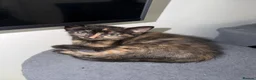 Mixed Breed cats for sale: 4 Beautiful Kittens for Sale - Pairs ONLY - Advert 4