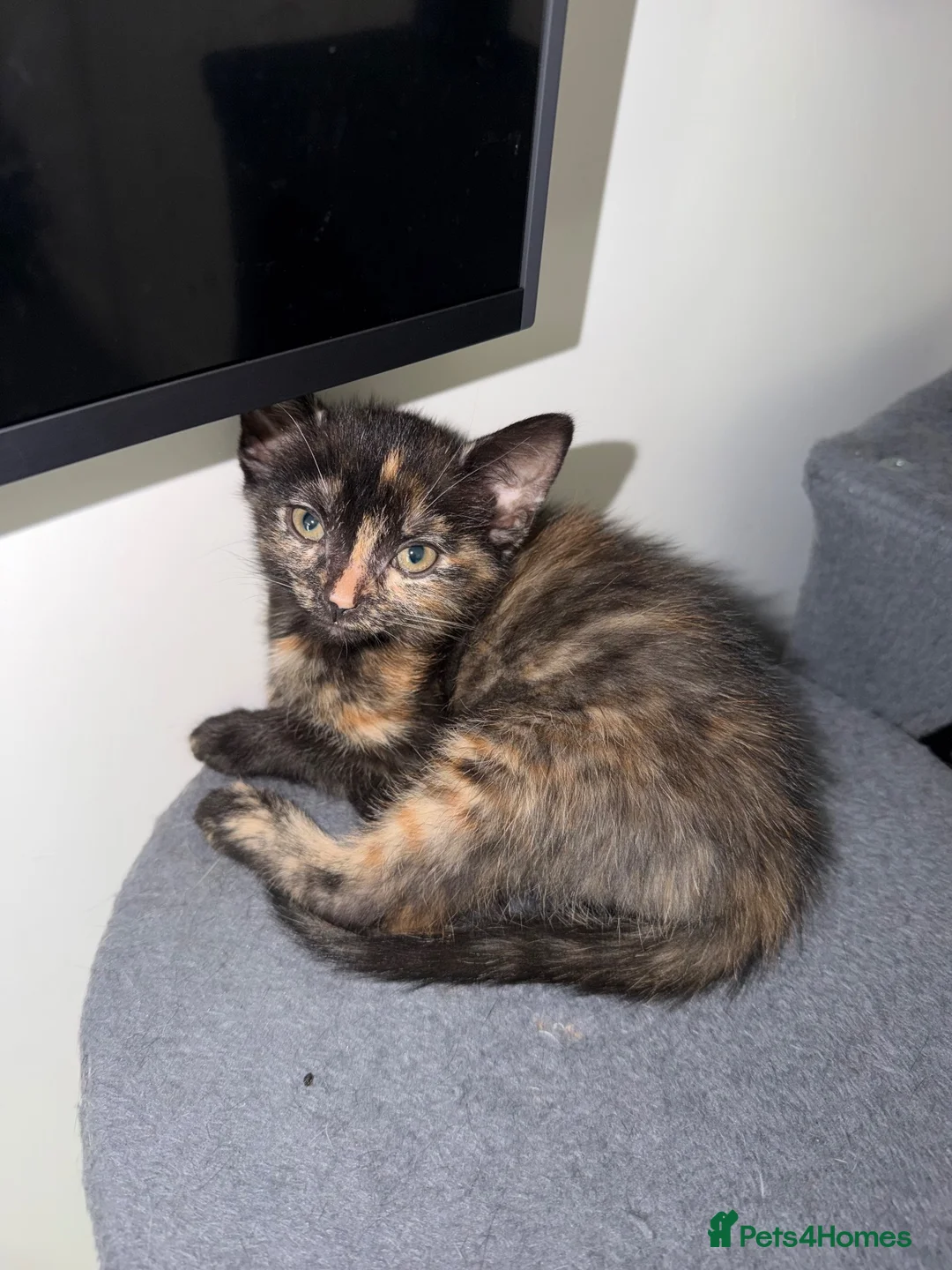 Mixed Breed cats for sale: 4 Beautiful Kittens for Sale - Pairs ONLY - Advert 4