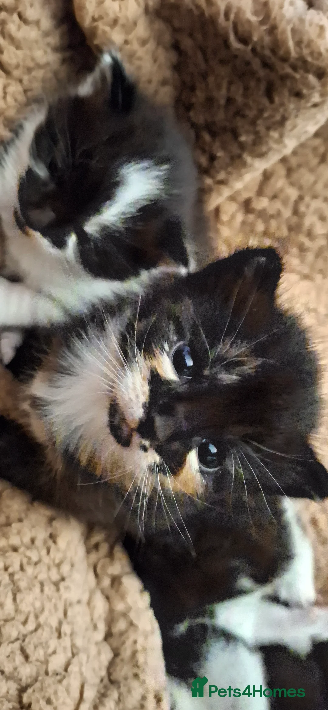 Mixed Breed cats for sale: Lovely kittens looking for new loving parents. - Advert 15