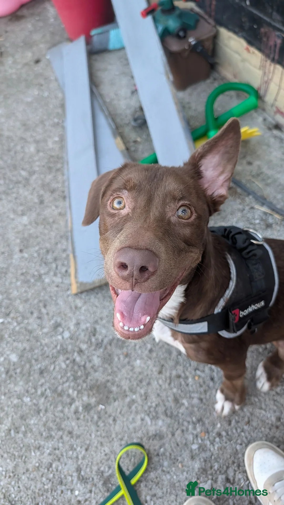 Mixed Breed dogs for sale: Re-home beautiful pup Brownie  in Cardiff - Advert 1