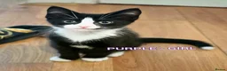 Mixed Breed cats for sale: Beautiful Female Kitten - Advert 1