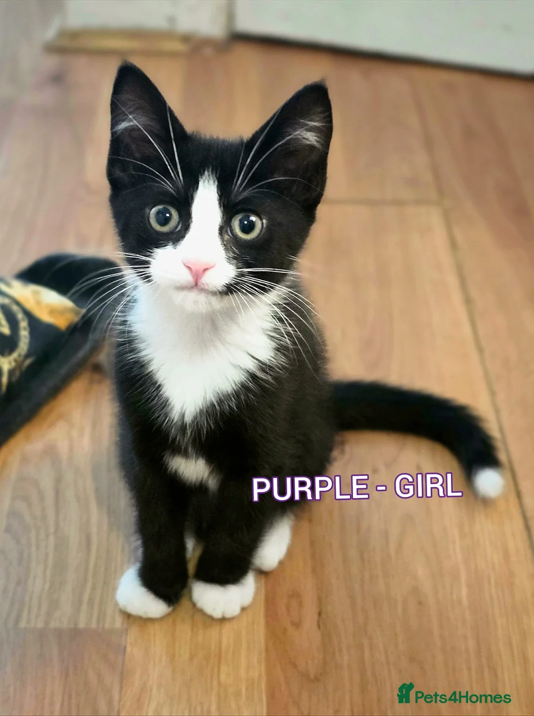 Mixed Breed cats for sale: Beautiful Female Kitten - Advert 1