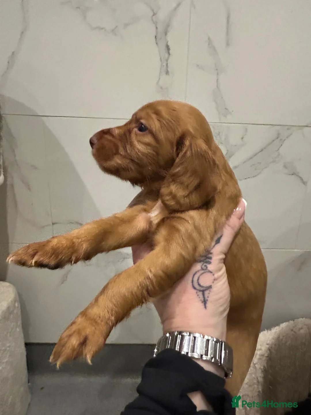 Cocker Spaniel dogs for sale: Working cocker spaniel puppies  - Advert 35