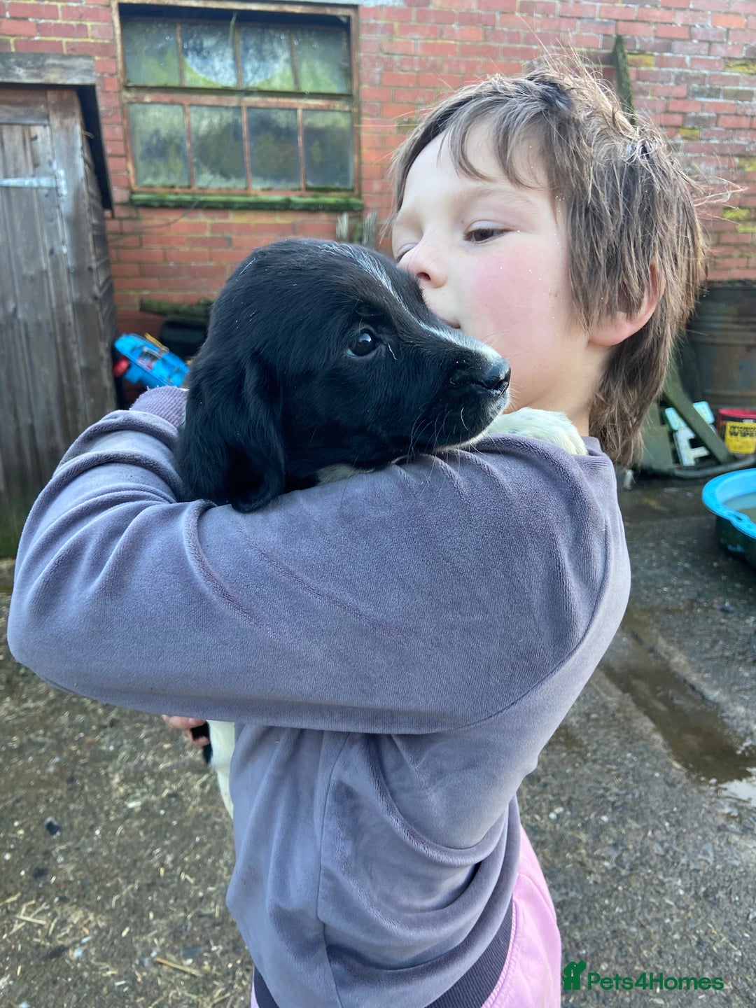 English Springer Spaniel dogs for sale: 2 springer puppies for sale  - Advert 6