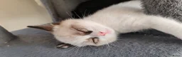 Siamese cats for sale: ❤️❤️❤️ Adorable blue-point Siamese kittens ❤️❤️❤️  - Advert 26