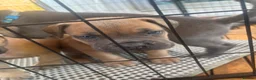Mixed Breed dogs for sale: XLCane CorsoxBoerboel Pups Ready for Loving Homes - Advert 11