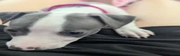 Whippet dogs for sale: Gorgeous KC registered whippet pups in Port Talbot - Advert 7