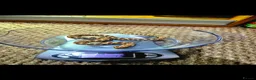 Snake reptiles for sale: Male hognoses in Westbury - Advert 2