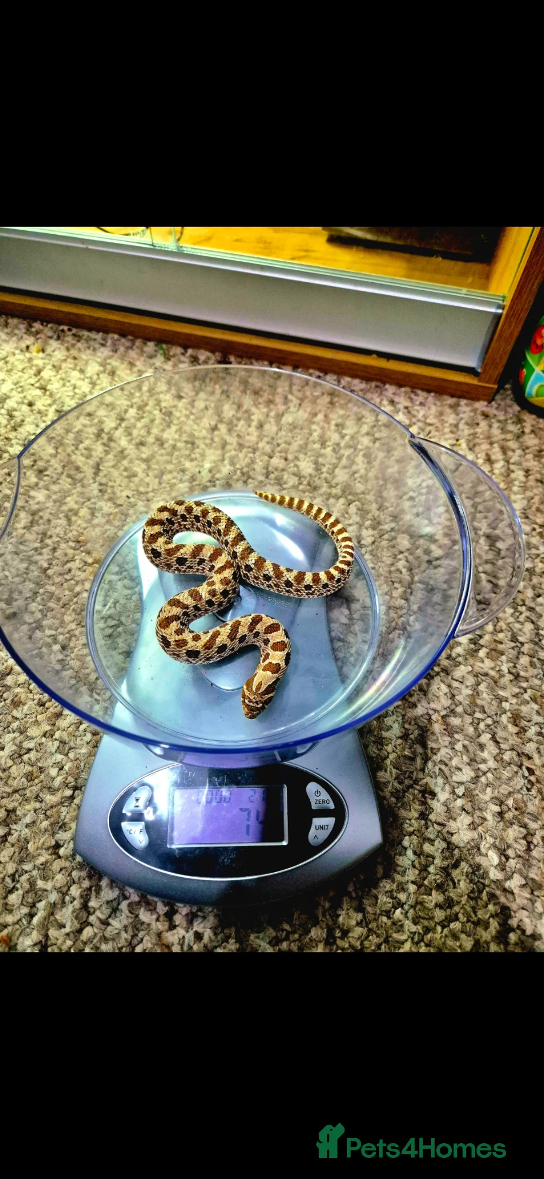 Snake reptiles for sale: Male hognoses in Westbury - Advert 2